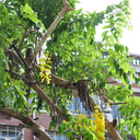 Golden Shower Tree, 10 Seeds