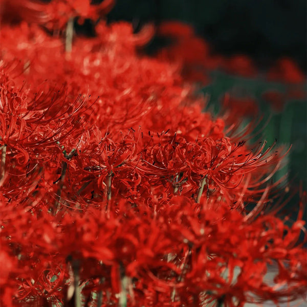 Lycoris radiata (Triploid), 2 Bulbs
