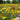 Mixed Colour California Poppy Seeds, 1g