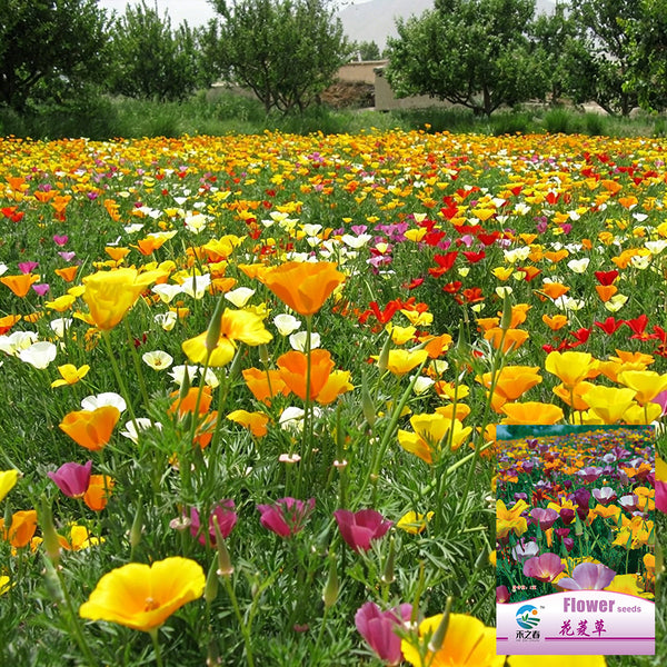 Mixed Colour California Poppy Seeds, 1g