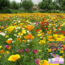 Mixed Colour California Poppy Seeds, 1g