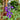 Hezhichun Blue Sage, 50 Seeds
