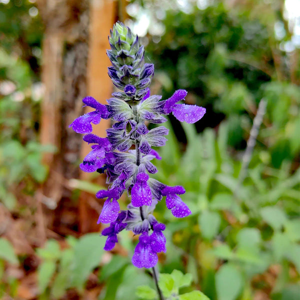 Hezhichun Blue Sage, 50 Seeds