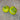 647 Green Diamond Tomato, 5 Seeds