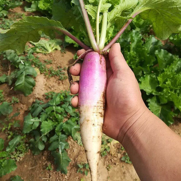 East Sea Fruit Radish Seeds, 5g