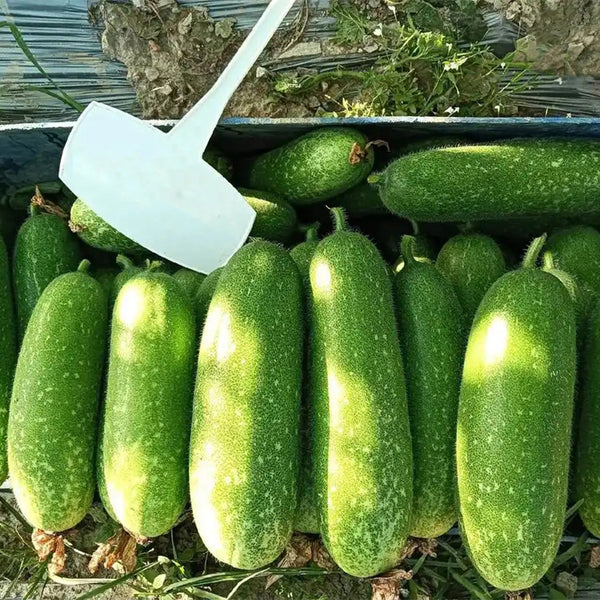Baoli F1 Hybrid Hairy Gourd, 50 Seeds