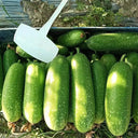 Baoli F1 Hybrid Hairy Gourd, 50 Seeds