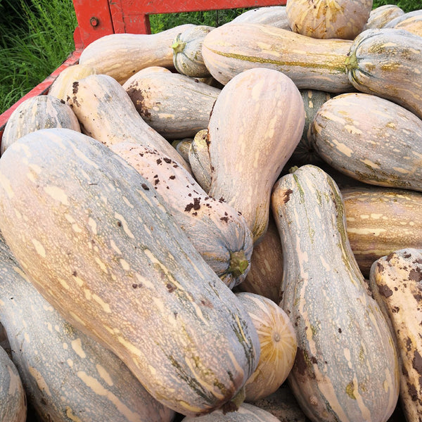 'Rumi No. 9' Pumpkin, 20 Seeds