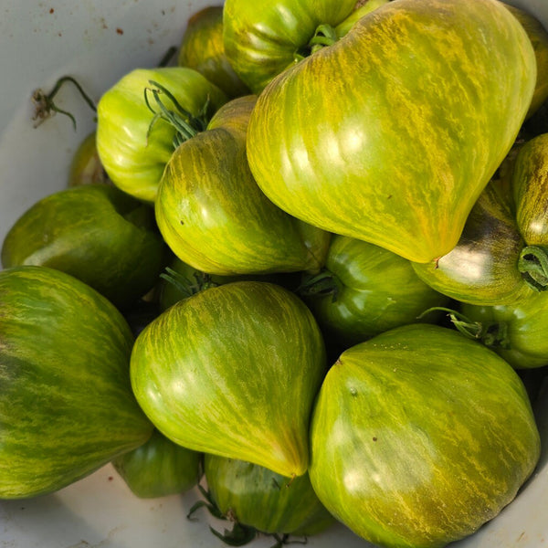 1023 Aliris Golden Heart Tomato, 5 Seeds