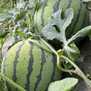 "Bingchuan Meidu" Watermelon Seeds, 20 Seeds