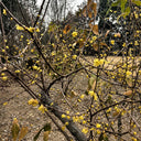 Large Flower Pure Yellow Wintersweet, 20 Seeds