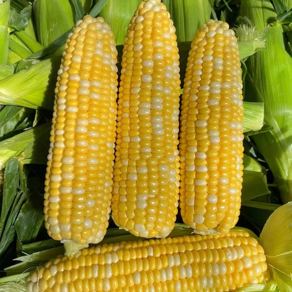 'Etianyu No.3' Corn Seeds