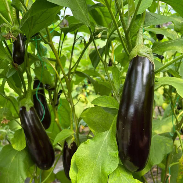 'Changza 218' Eggplant Seeds, 10g