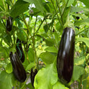 'Changza 218' Eggplant Seeds, 10g