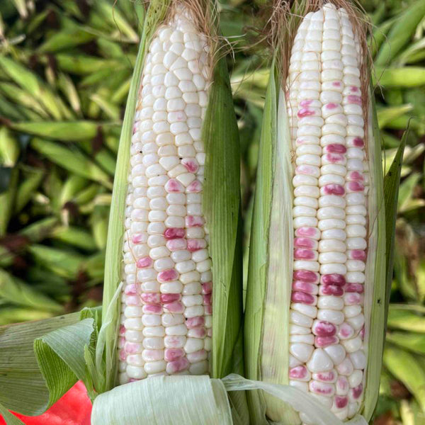 'Caitiannuo No. 6' Waxy Corn Seeds