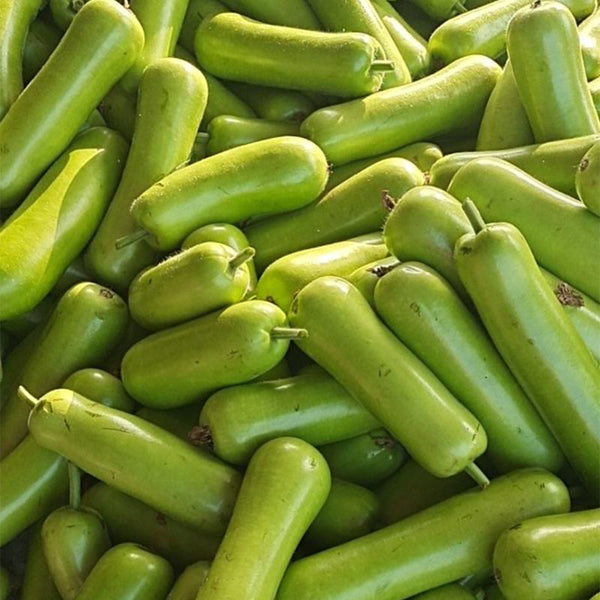 Guangpu 1701 Bottle Gourd Seeds, 100 Seeds