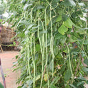 Continuously Harvestable Yardlong Bean Seeds, 5 × 5g Bags