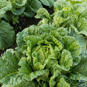 'Jiaoyan 5869' Chinese Cabbage Seeds, 10g