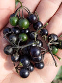 Black Nightshade