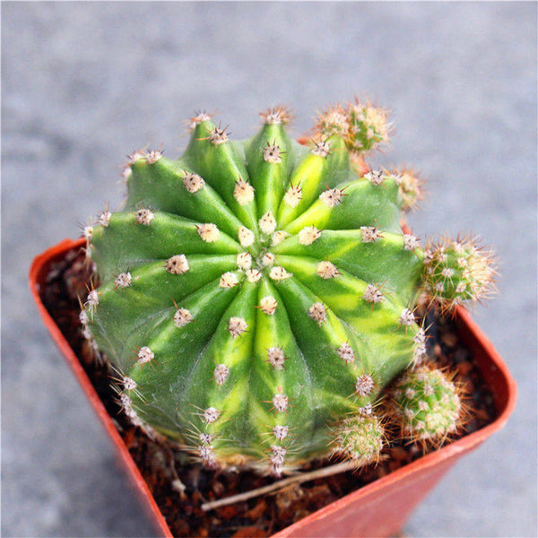 'World Map' Variegated Cactus, 3-4cm