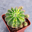 'World Map' Variegated Cactus, 3-4cm