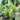 Keguang Baby Mustard Greens Seeds, 10g