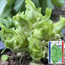 Keguang Baby Mustard Greens Seeds, 10g