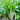 'Tender Sprout No.3' Choy Sum Seeds, 10g