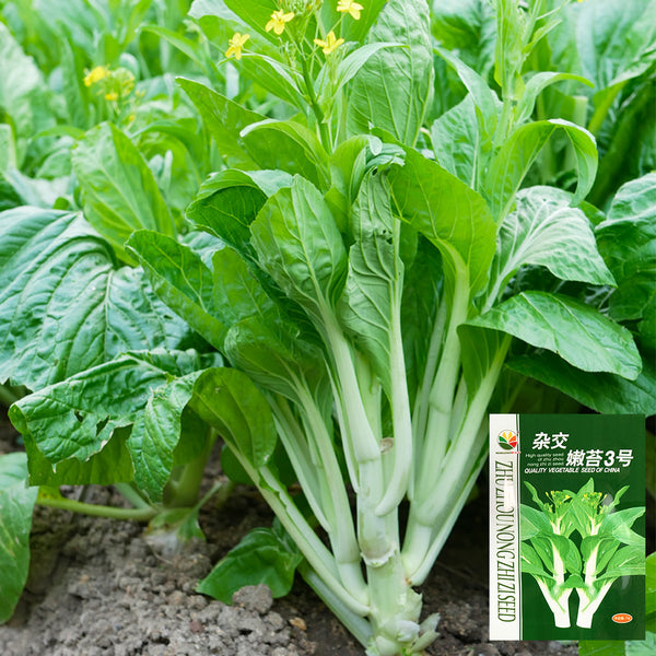 'Tender Sprout No.3' Choy Sum Seeds, 10g