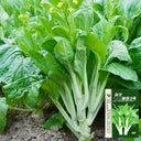 'Tender Sprout No.3' Choy Sum Seeds, 10g