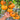 431 Apricot Brandy Tomato, 5 Seeds