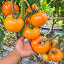 431 Apricot Brandy Tomato, 5 Seeds