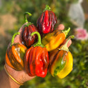 'Candy' Sweet Pepper Seeds, 3 Seeds