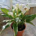 'White Art' Calla Lily, 16/18cm Circumference, 1 Bulb