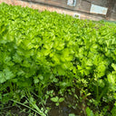Four Seasons Fragrant Celery Seeds, 5g