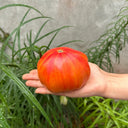 'Fairytale' Tomato Seeds, 5 Seeds