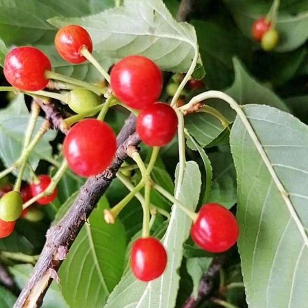 Wild Cherry Rootstock, 200 Seeds