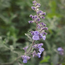 Fragrant Mint (Nepeta × faassenii) Seeds, 100 Seeds