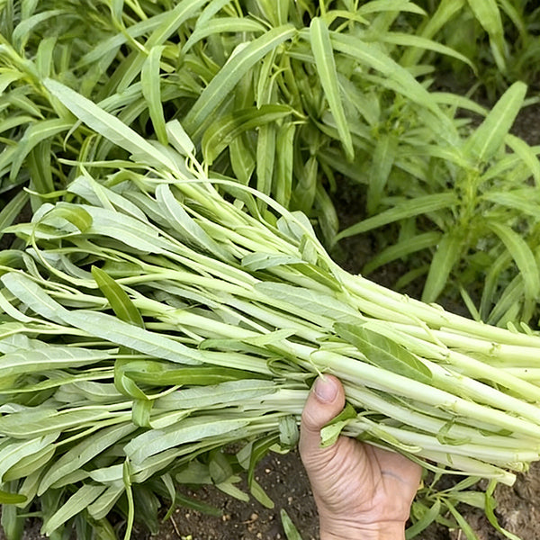 'JieMei' White-Stemmed Water Spinach Seeds, 20g