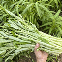 'JieMei' White-Stemmed Water Spinach Seeds, 20g