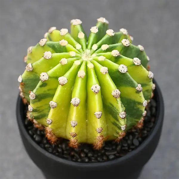 'World Map' Variegated Cactus, 3-4cm