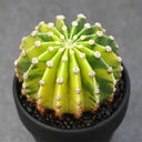 'World Map' Variegated Cactus, 3-4cm