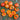682 Variegated Dragon Tomato, 5 Seeds