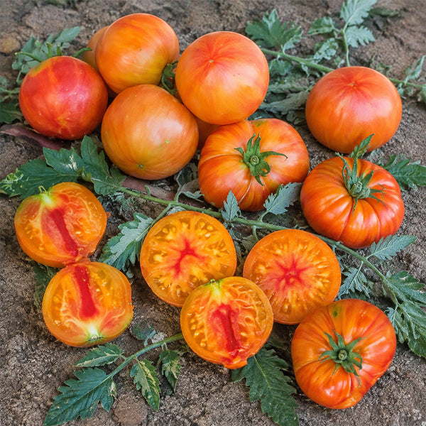 682 Variegated Dragon Tomato, 5 Seeds