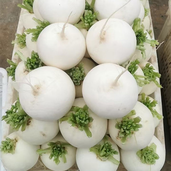 Large Round White Radish F1 Seeds, 10g