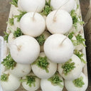 Large Round White Radish F1 Seeds, 10g