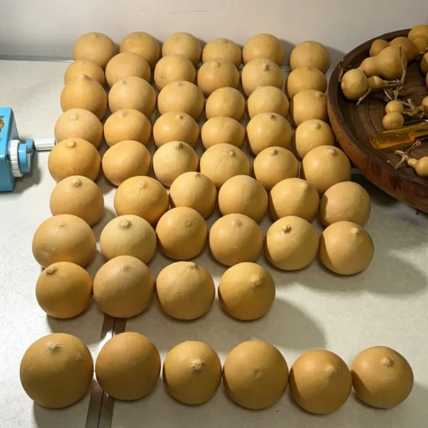 Egg Gourd, 10 Seeds