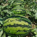 “Jinxiu Tianwang” Watermelon Seeds, 200 Seeds