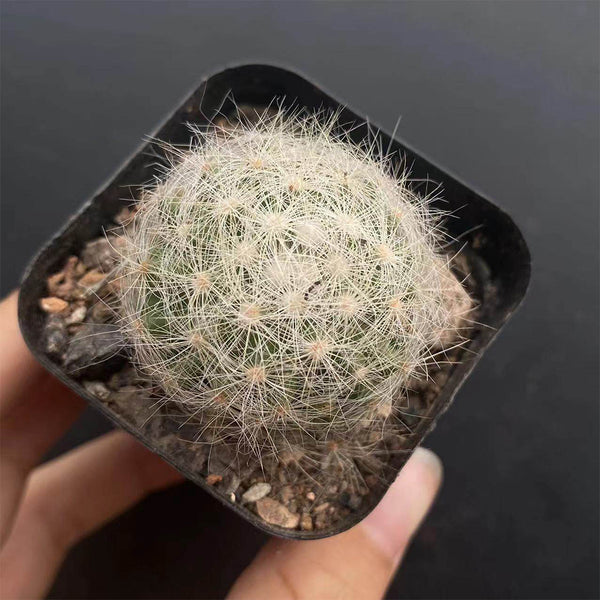 Mammillaria baumii, 3cm