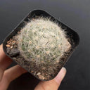 Mammillaria baumii, 3cm